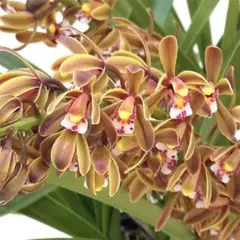原種系キンリョウヘン 花芽2コ付き 金両辺 ミツバチ蘭 日本蜜蜂 誘引蘭のサムネイル