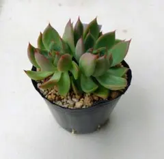 ⑤多肉植物　エケベリア　レッドギルバ×桃太郎　抜き苗　ファームパルクさん苗