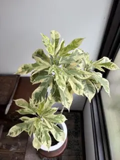大株 クジャクヤシ斑入り Caryota mitis variegated 5号 - メルカリ