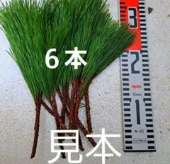 Item thumbnail for item 6309f678-3ba1-4d0f-a4d9-8d2a4bde06a3