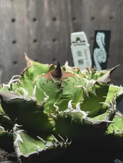アガベ　金蝉　直子株　　デニス産　検）麻花龍　麻花　星空　冰雹　 金蟾　オテロイ アガベ 金蝉 直子株 デニス産 検）麻花龍 麻花 星空 冰雹 金蟾