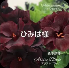 ひみは様 ゼラニウム苗 ペラルゴニウム アリスト ブラックベルベット