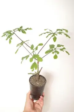 2025年最新】アデニア ペリエリの人気アイテム - メルカリ