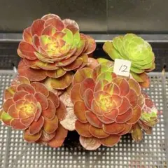 19#観葉植物 アエオニウム錦❤️リバーストーン❤️ 1大頭1小頭16cm 拔