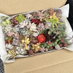 カット苗　多肉植物　朝摘み　ぷりぷり　多肉弁当　詰め合わせ　寄せ植え　ネコポス