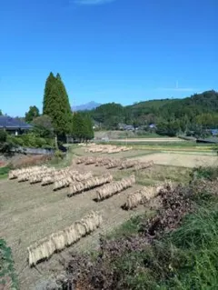 2025年産！九州・福岡県朝倉市産ヒノヒカリ玄米10キロ(農薬不使用・無
