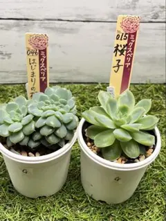 2026年最新】はじまりの花 多肉の人気アイテム - メルカリ
