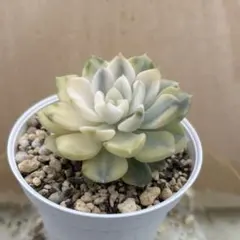 多肉植物 韓国苗 ティンカーベル錦のサムネイル