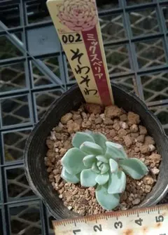 おらいさん苗12個セット　そわそわオマケで13苗ミックスベリア　エケベリア多肉 029【円】おらいさん苗 ミックスベリア 成長記録 多肉植物 | みどり