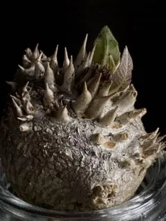 hi＿na!様 リクエスト 2点 まとめ商品