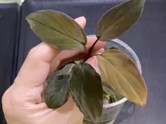 Homalomena sp. "Sunshine"【AZ0322-2】のサムネイル