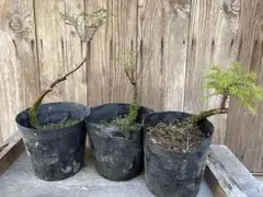 2026年最新】杉 盆栽の人気アイテム - メルカリ