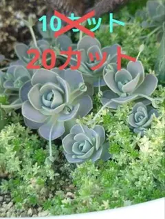 かすみ草様 リクエスト 2点 まとめ商品