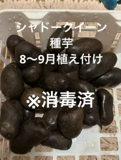 ※消毒済【秋植えジャガイモ】シャドークイーン　1.2キロ（箱込み）のサムネイル