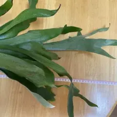 Goniophlebium verrucosum シダ - メルカリ