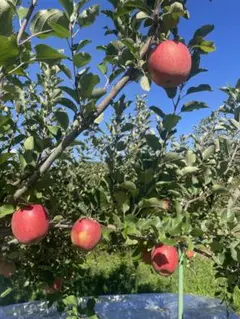 ＊GWお休み＊mihapin 様専用