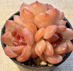 久*）様 5922 新入荷　琴心　エケベリア　多肉植物　撮影12月28日