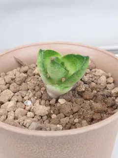 2026年最新】観葉植物 サンスベリアの人気アイテム - メルカリ