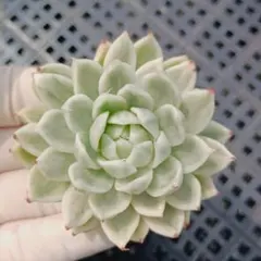 選抜株】多肉植物 エケベリア 362356 ソフト コーラル 1個 抜き苗
