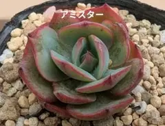 68#観葉植物ア工オニウム錦❤️レッド富士❤️青花瓷❤️1大頭4小頭
