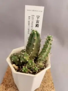 専用　短期間割引　12000→9900 サボテン　群生　大株 2025年最新】サボテン 群生の人気アイテム - メルカリ