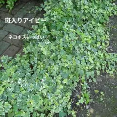 斑入りアイビー カット苗のサムネイル