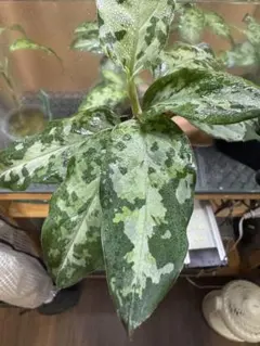 LA便 アグラオネマ ピクタム Aglaonema【LA0514-4T】 - メルカリ