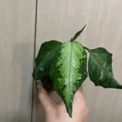 ◆RGL◆ 現物 現地便です アチェ産 ワイルド アグラオネマ ピクタム ◇RGL◇ 斑入り アチェ産 現地便です ワイルド アグラオネマ ピクタム