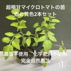 超極甘マイクロトマトの苗　赤と黄色2本セット①