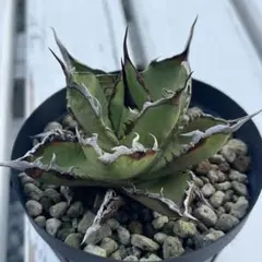 現地OaxacaOteroi山採れ種子 30粒 - メルカリ