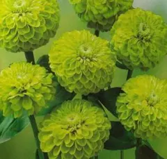 フラワーバスケット３月=花苗他様 リクエスト 2点 まとめ商品