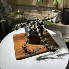セロペギア ボッセリ 4株 - メルカリ