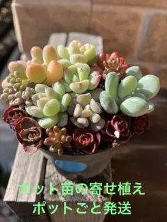 2025年最新】カット苗 多肉の人気アイテム - メルカリ