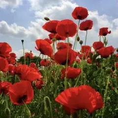 パンダ様 リクエスト 2点 まとめ商品