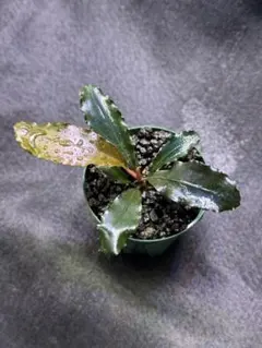 Bucephalandra sp.Variegata Hn:福袋CAKUMI Yahoo!オークション - Bucephalandra sp. Variegata Hn 福袋 CAKUMI 20