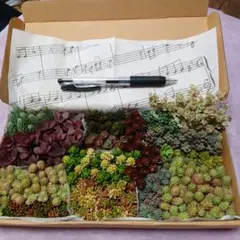 多肉植物　カット苗　セダムいろいろ　大容量セット　ちま寄せ　寄せ植え