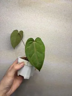 タ*ア様 Anthurium AOS✖️RVDP 斑入り - メルカリ
