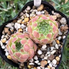 多肉植物 センペルビウム パシフィックテディ No.28【緑】 - メルカリ
