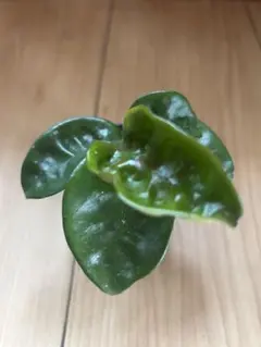 ホヤ　クリンクルエイトのサムネイル