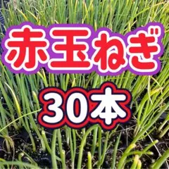苗赤玉ねぎ まだまだ小苗です
