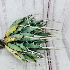 2026年最新】エボリスピナ 陽炎の人気アイテム - メルカリ