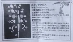 骨格ミュージアム 恐竜編 カルノタウルス