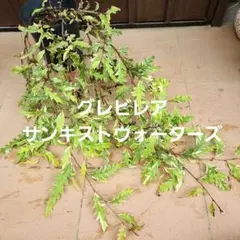 希少レア ネムノキ 【サマーチョコレート 】幹太❗️3号鉢 鉢底から