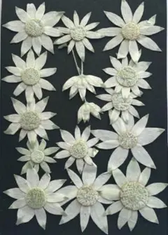 Item thumbnail for item 00d2a1ce-dd35-42fb-9444-a5bae35b2fe5