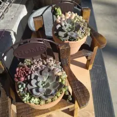 多肉植物寄せ植え　そのまま飾れる寄せ植え　木製ベンチ寄せ　２つセット　匿名発送