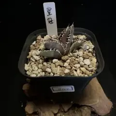 2026年最新】アガベクラウンの人気アイテム - メルカリ