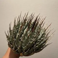 2026年最新】エボリスピナ 陽炎の人気アイテム - メルカリ