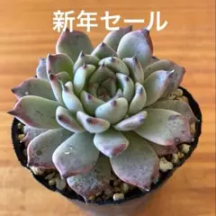 nana8❤様 リクエスト 2点 まとめ商品