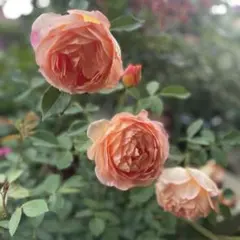 2025年最新】バラ 四季咲き 挿し木苗の人気アイテム - メルカリ