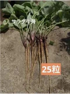 マリモ様 リクエスト 2点 まとめ商品